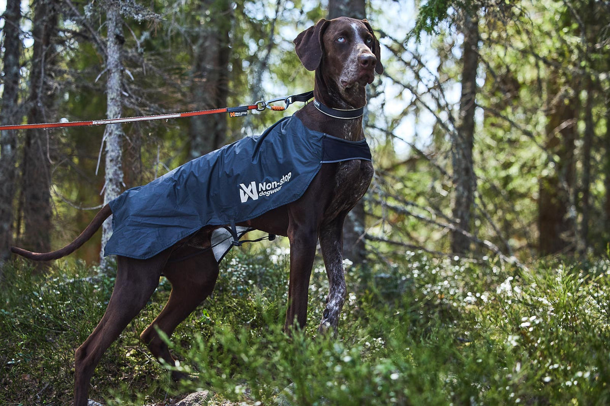 Does my dog need a jacket?