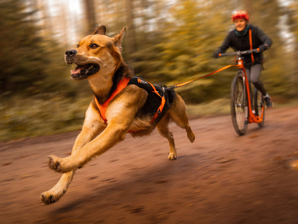 Dog Sports