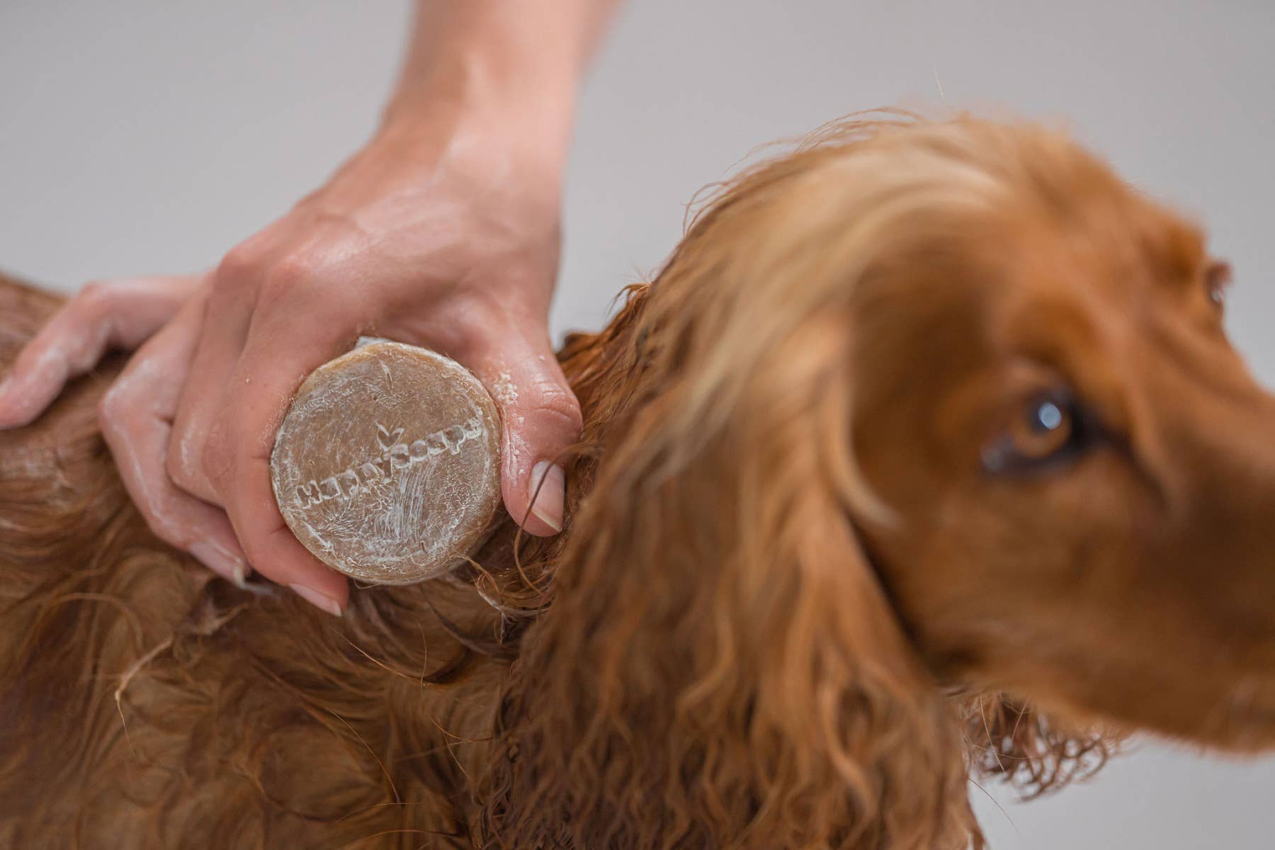 Dog Shampoo Bar - Great for Travel