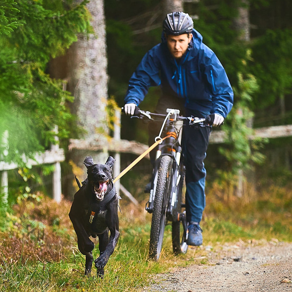Bike Antenna for Dog