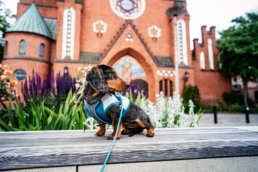 Dachshund in a harness standing on a wooden bench with a church in the background