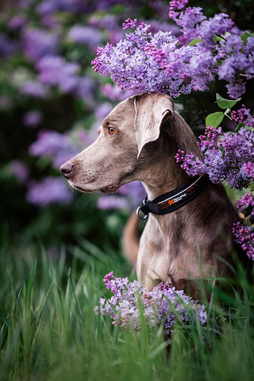 Rock collar 3.0