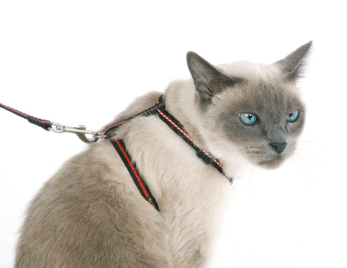 Basic Car Harness & Leash