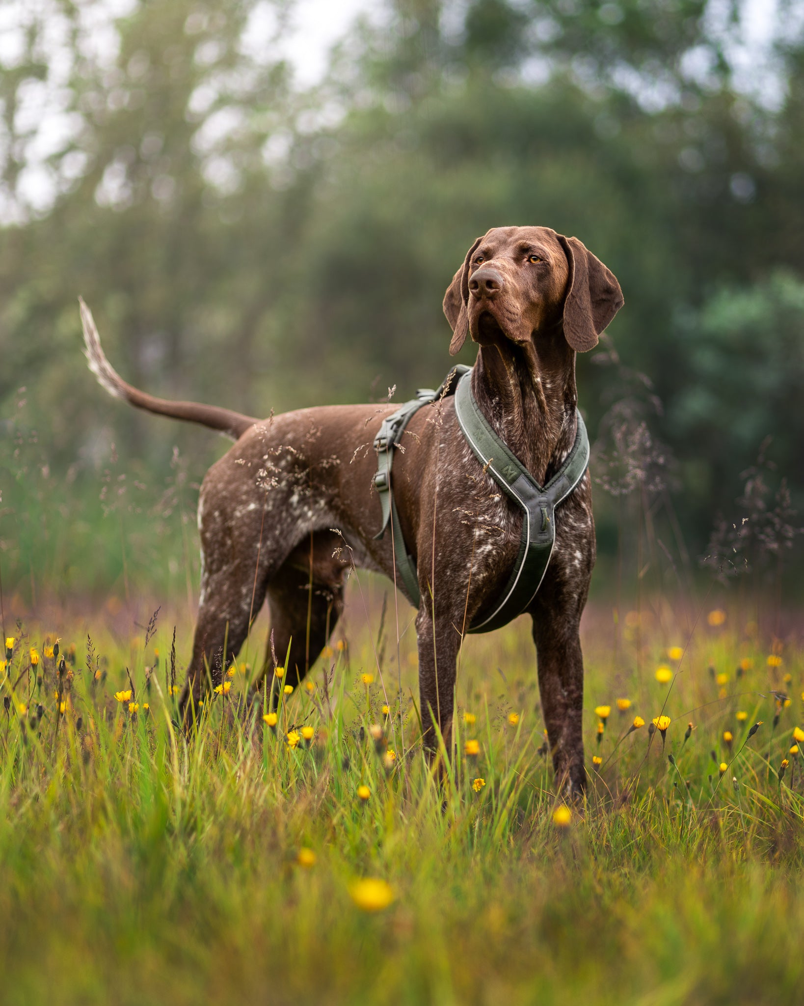 A brown and white spotted dog standing in a grassy field with yellow flowers, wearing a green harness.