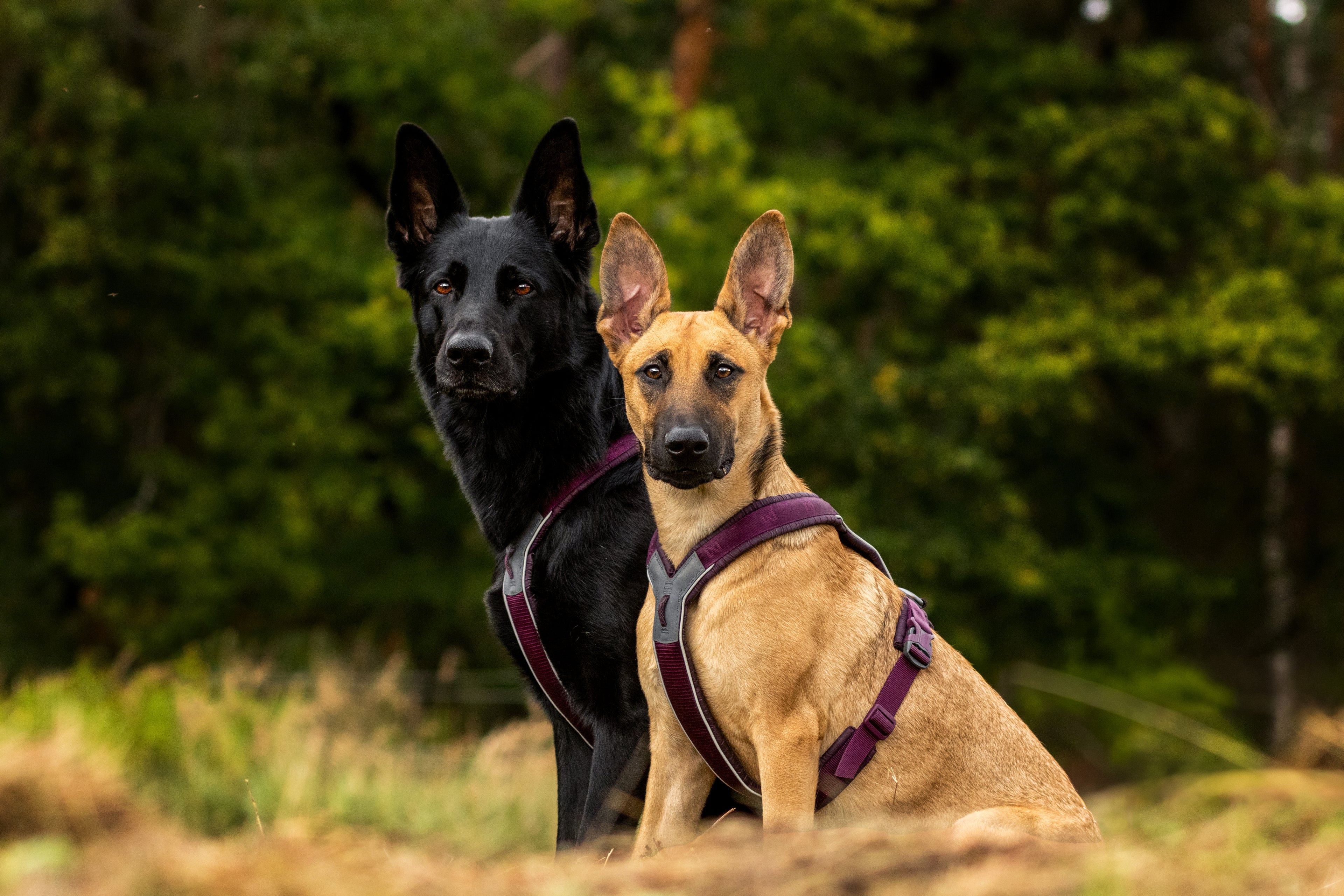 Two dogs, one black and one tan, wearing matching purple dog harnesses, sitting in a grassy outdoor setting with a blurred forest background.