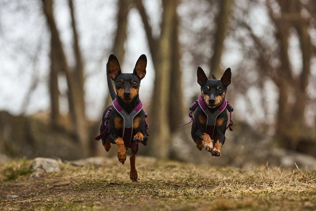 Two dogs in matching purple line harnesses running side by side in a forest setting.