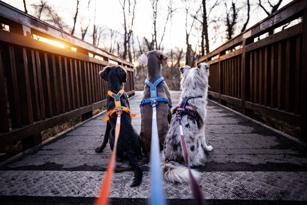 Three dogs on a bridge with leashes, looking out over a body of water.