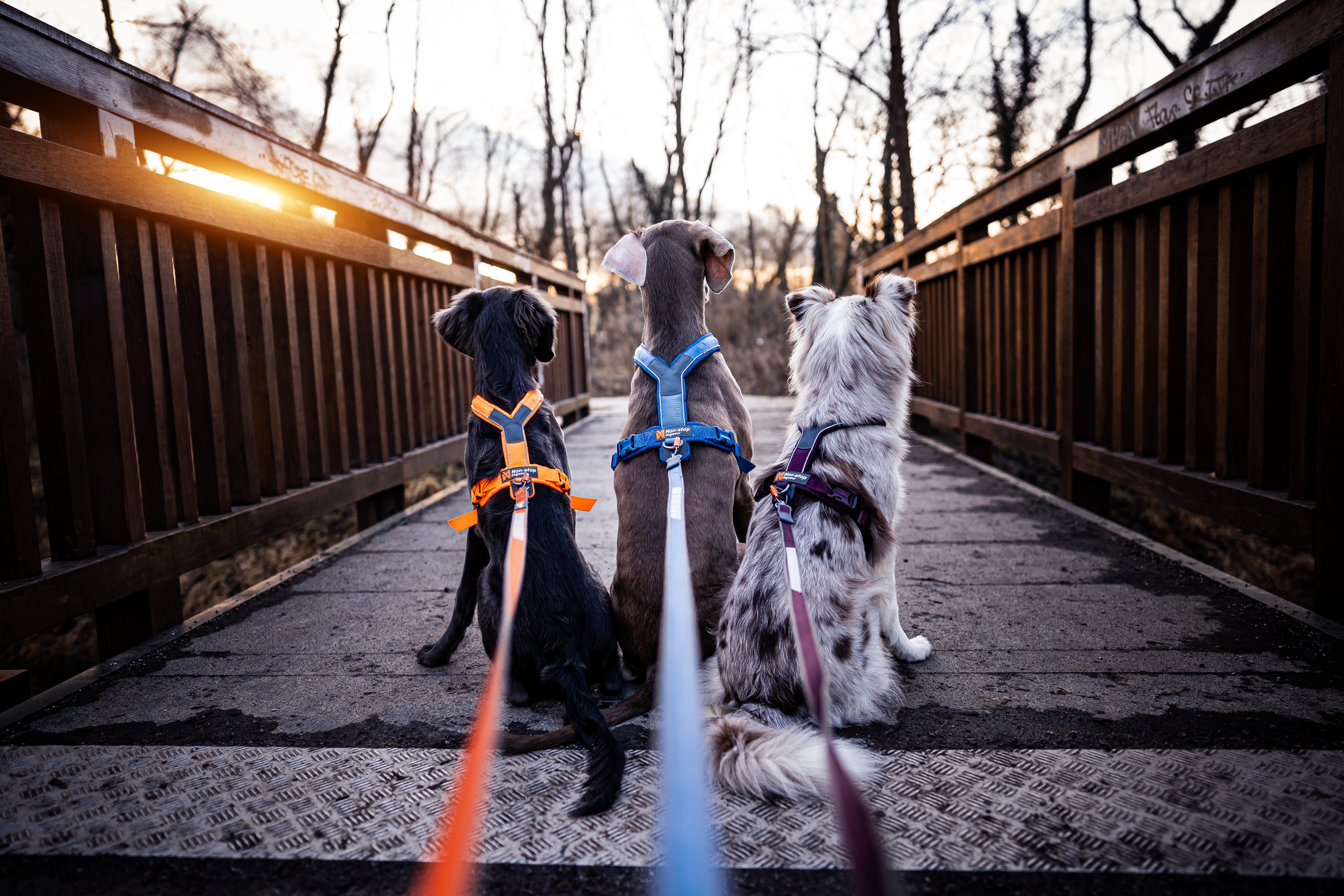 Three dogs on a bridge with leashes, looking out over a body of water.