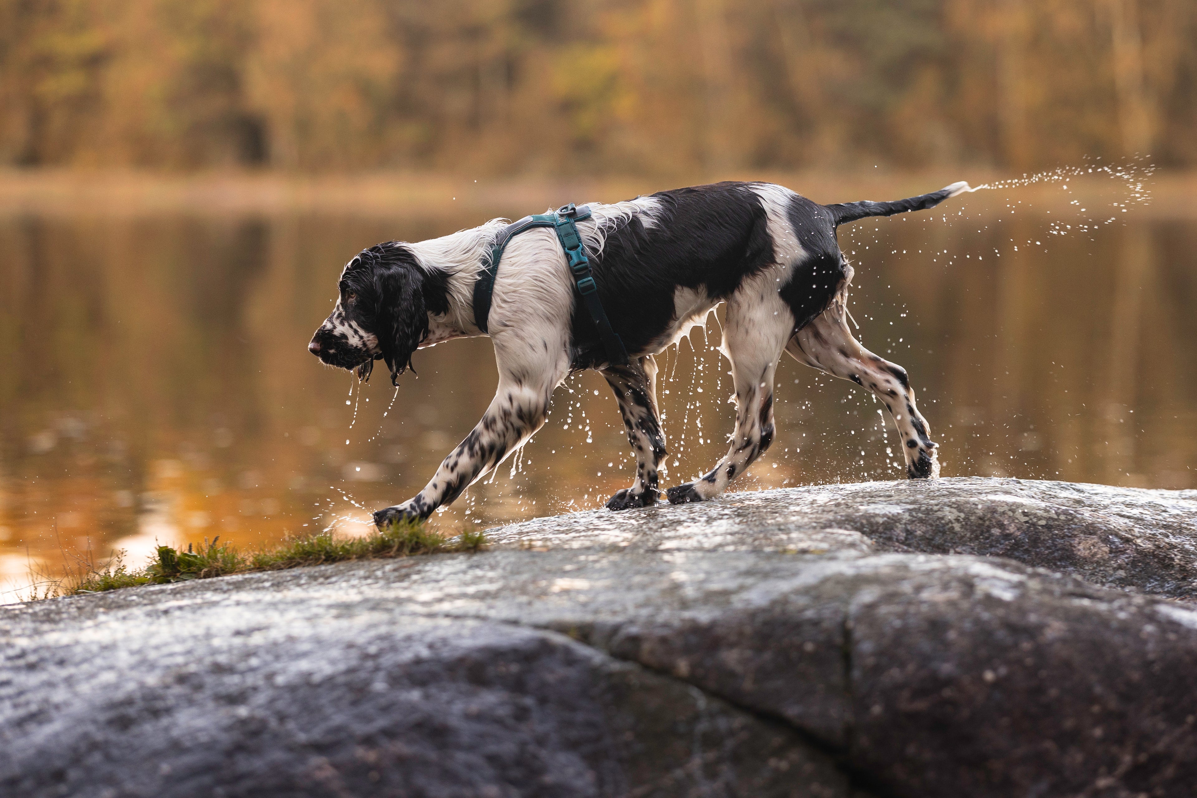 A black and white dog wearing a teal harness splashing water on a large rock by a lake, with a blurred autumn forest background.