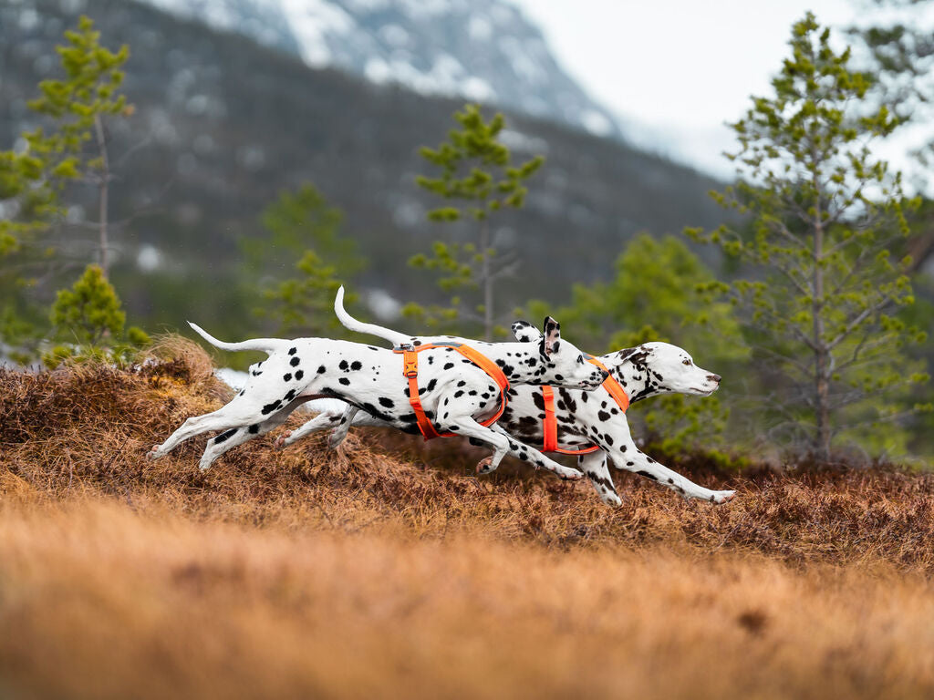Two Dalmatian dogs running across a grassy field wearing bright orange harnesses, with trees and a mountain in the background.