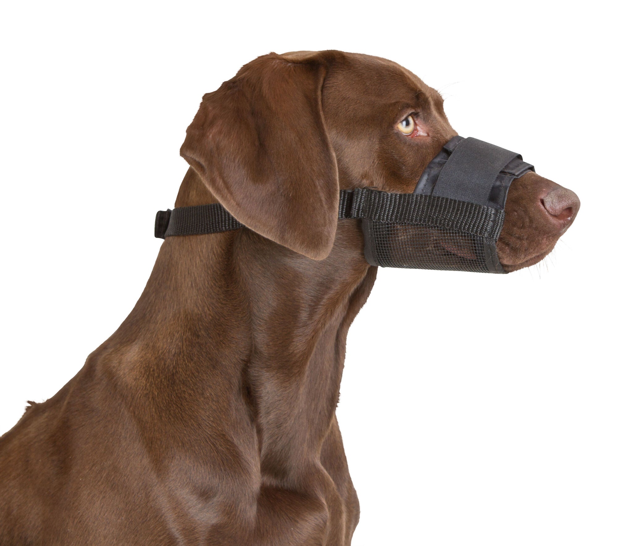 Nylon muzzle for travel