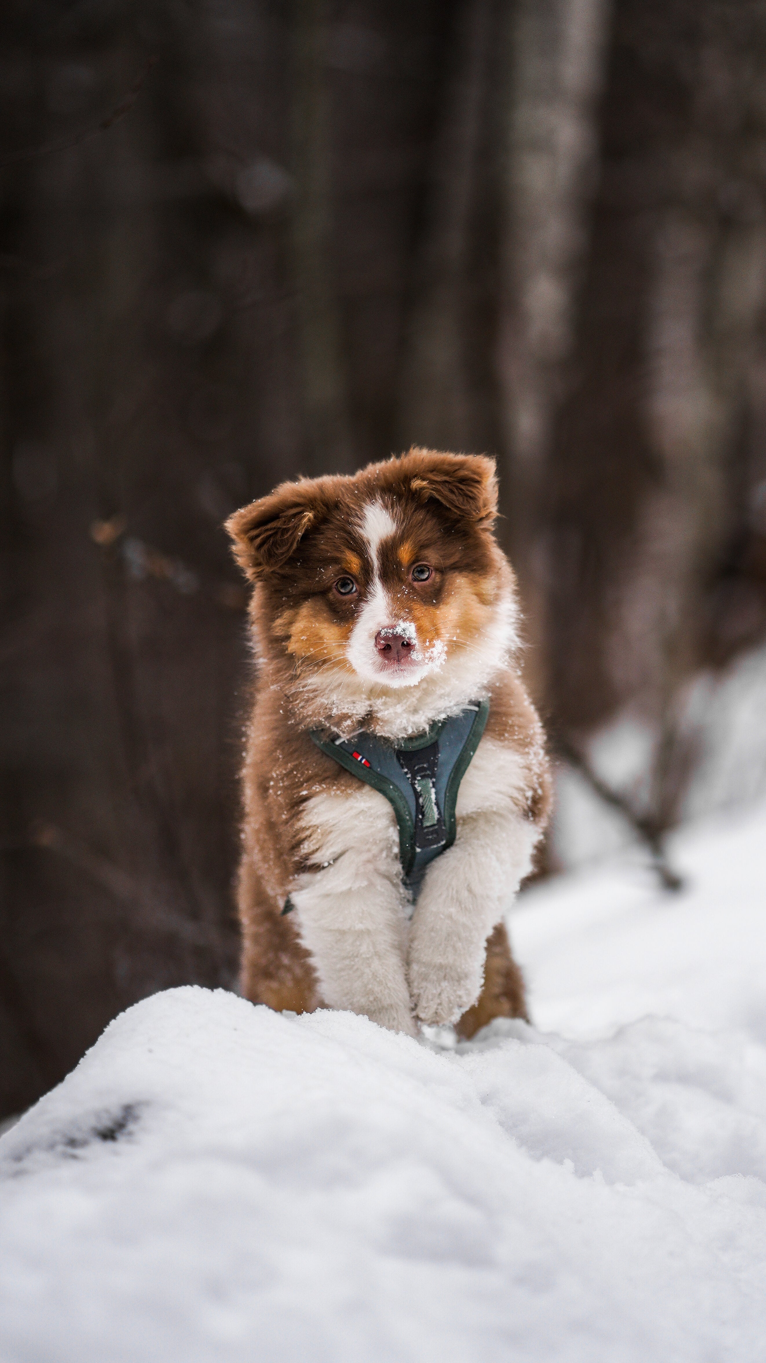 Ramble Harness