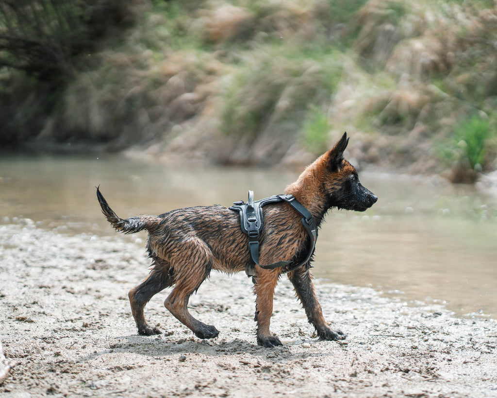 Ramble Harness
