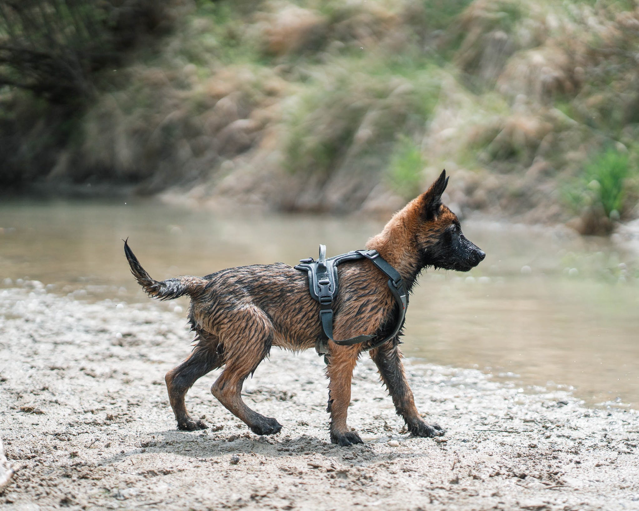 Ramble Harness