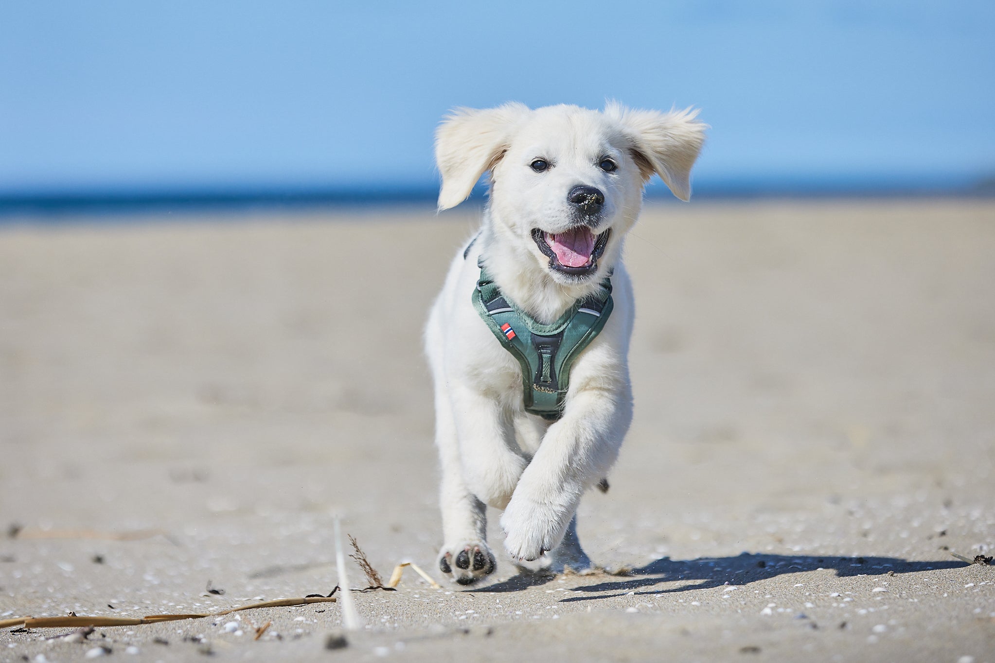 Ramble Harness