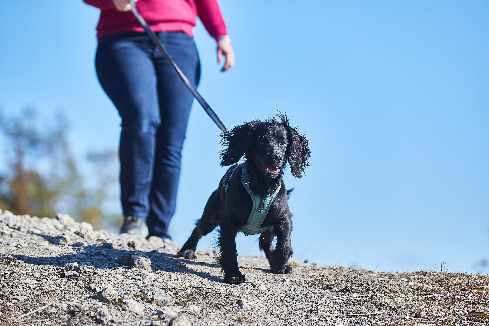 Ramble Harness