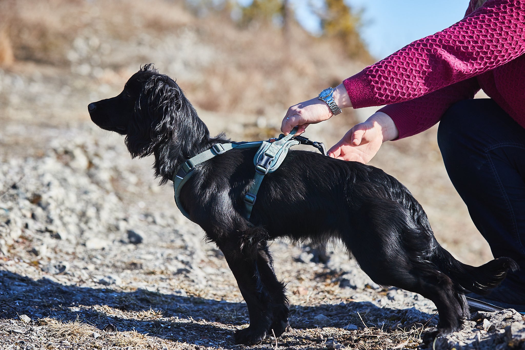 Ramble Harness
