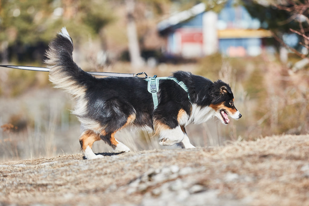 Ramble Harness