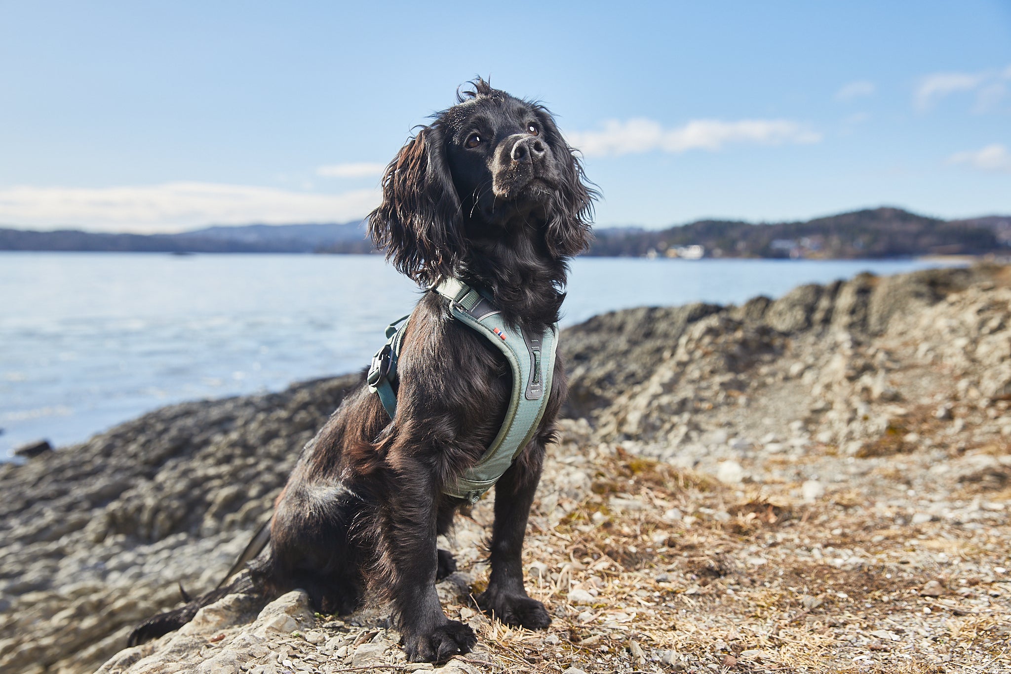 Ramble Harness