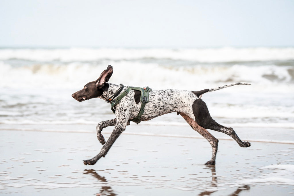 Ramble Harness