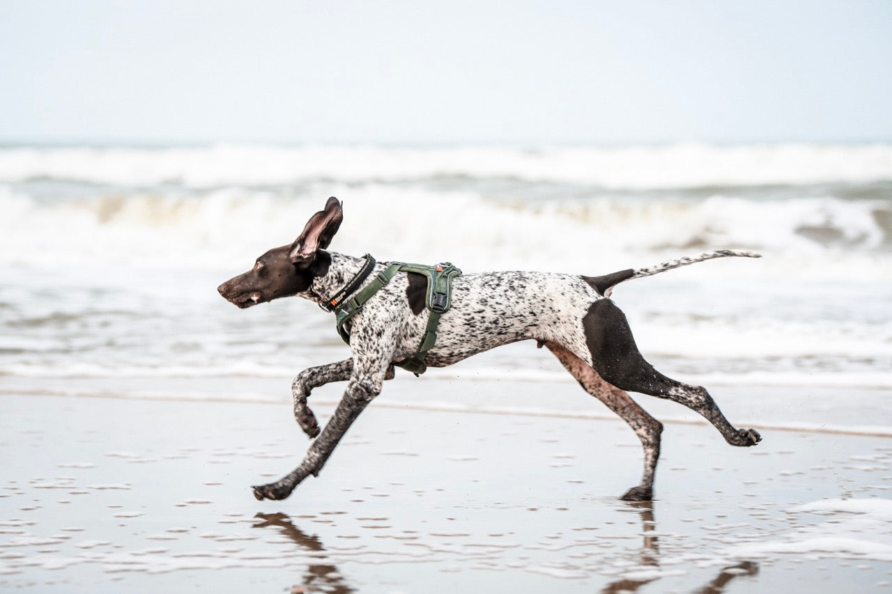 Ramble Harness