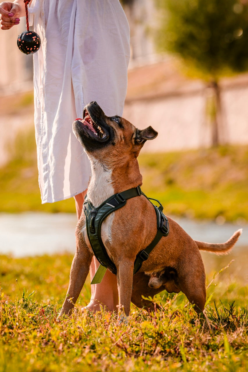 Ramble Harness