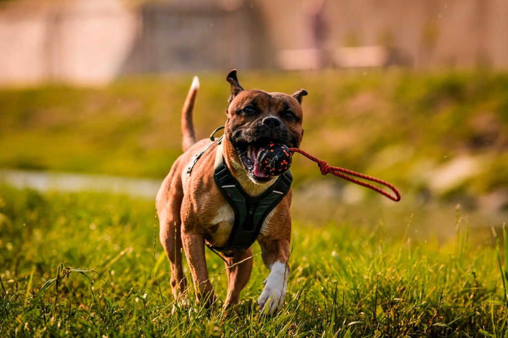Ramble Harness
