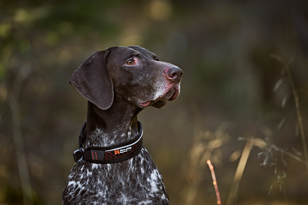 Rock collar 3.0