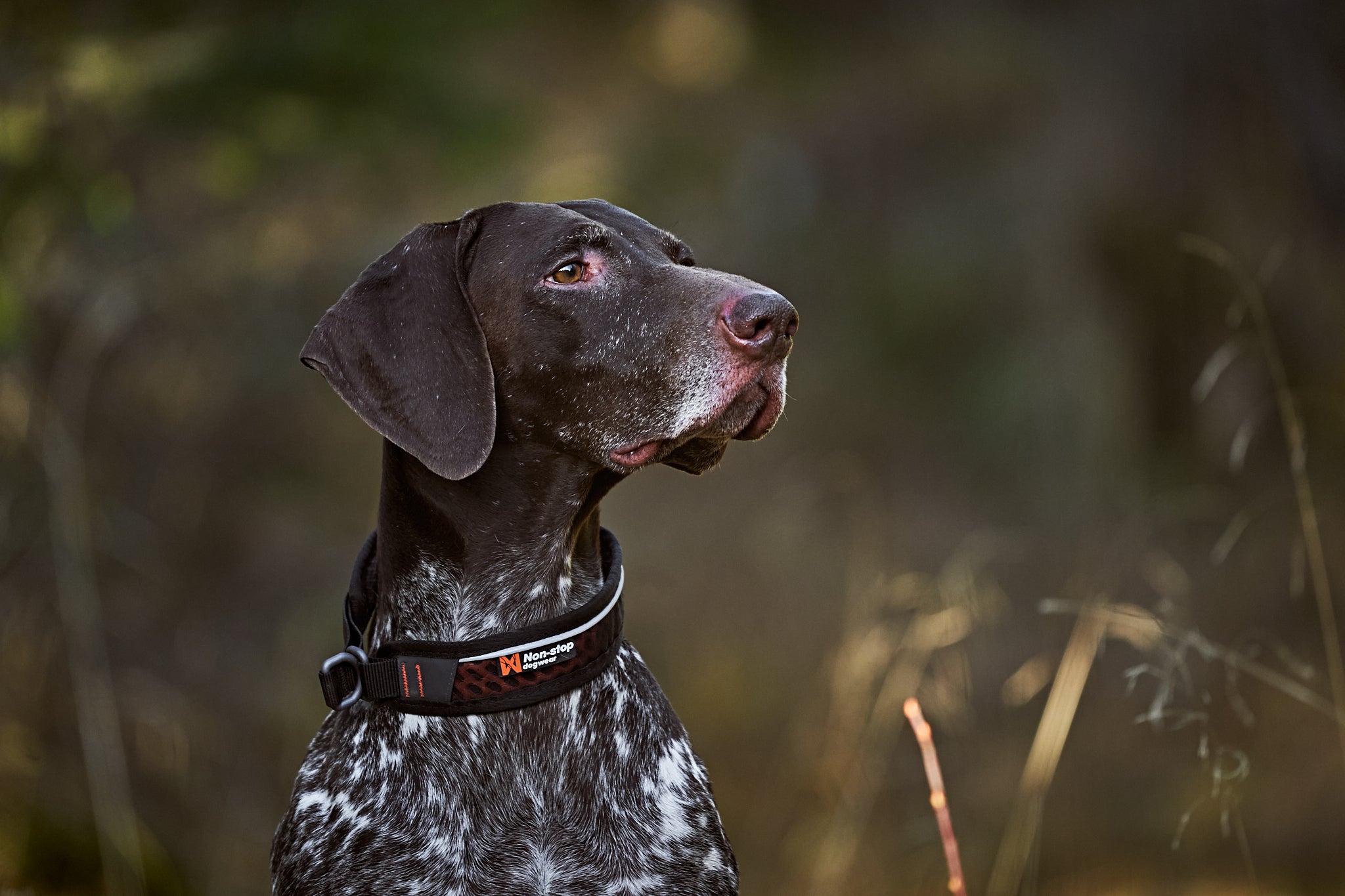 Rock collar 3.0