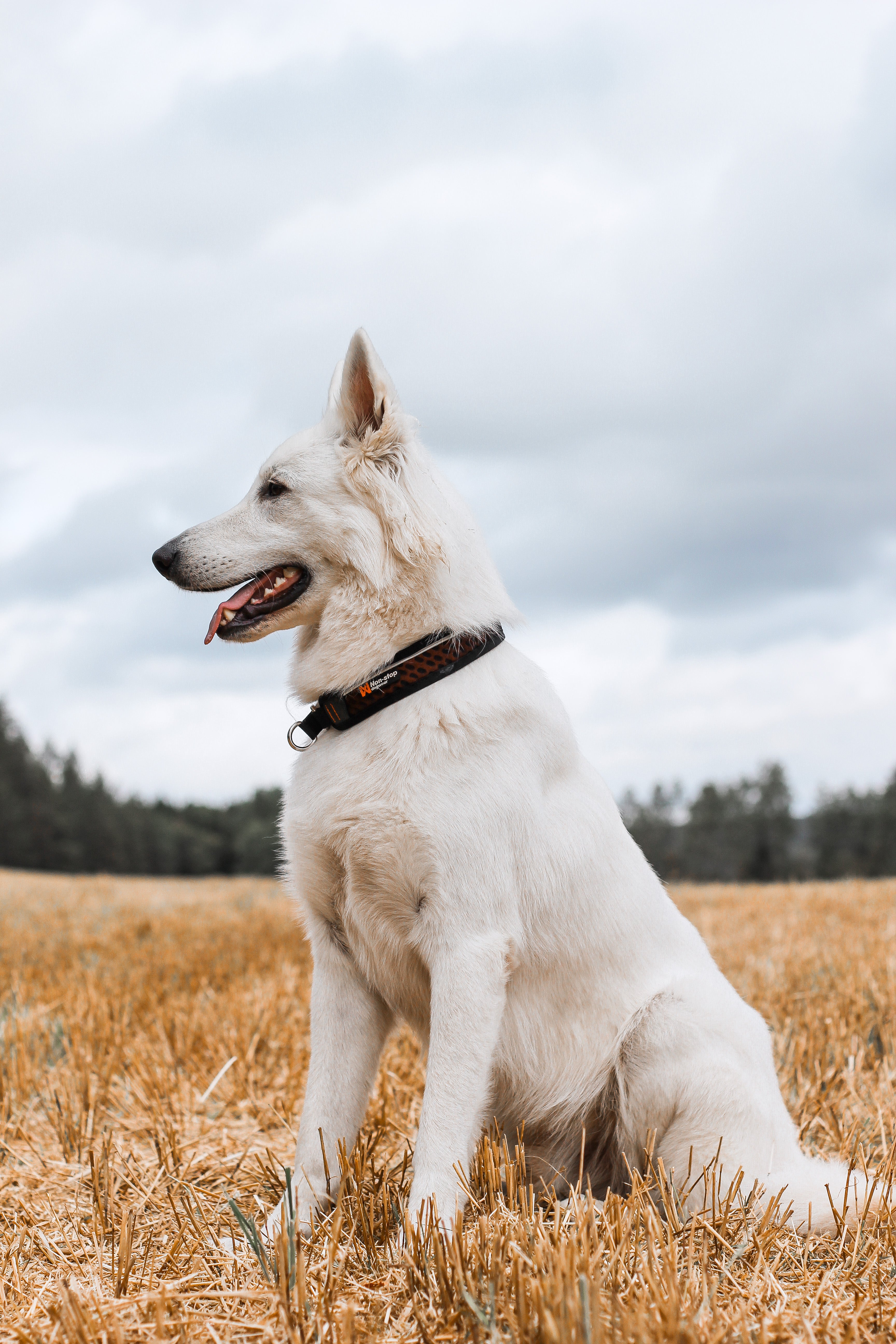 Rock collar 3.0