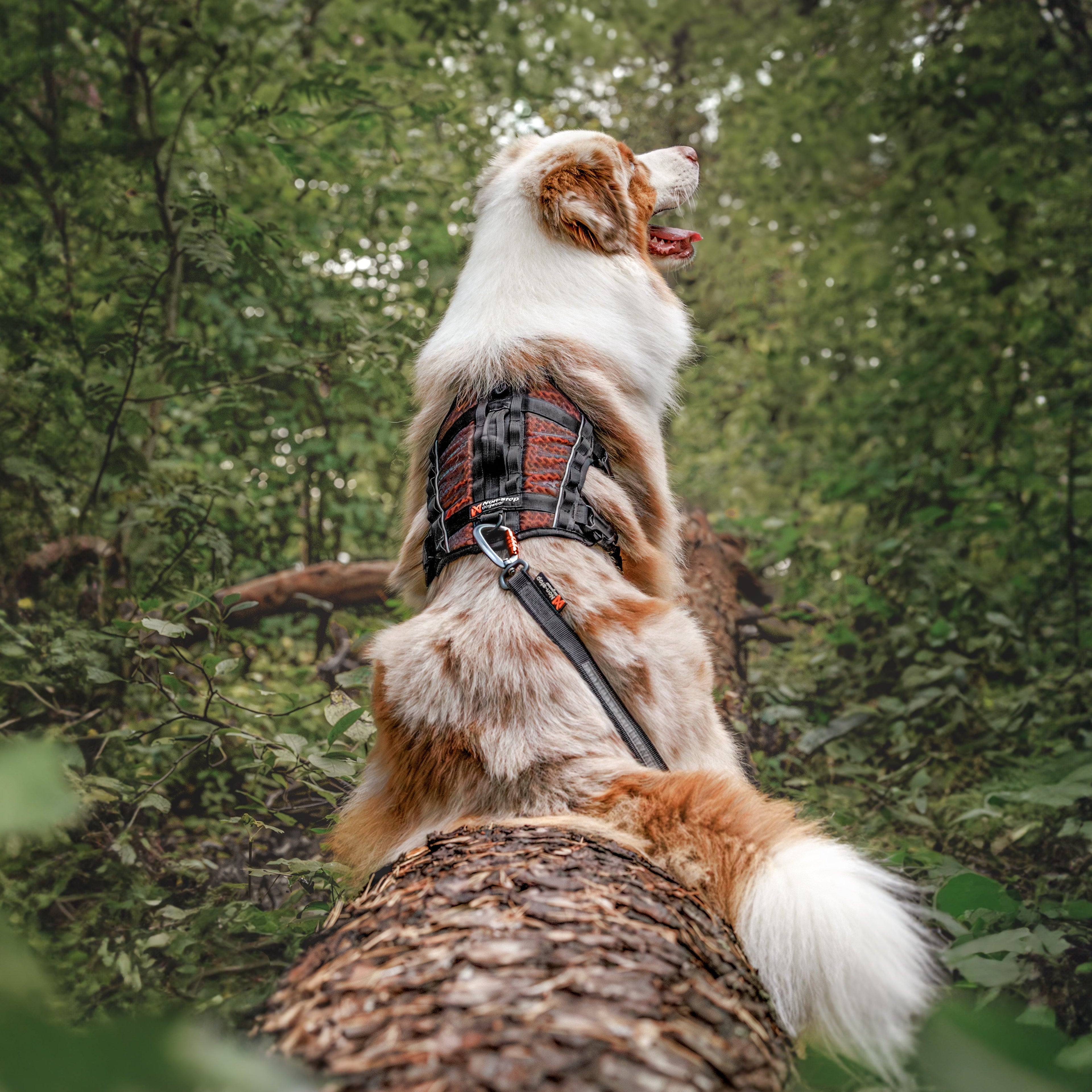 Rock Harness Long