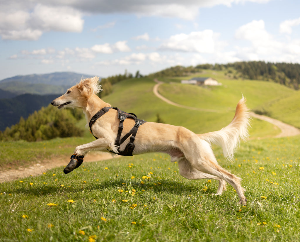 Rock Harness Long