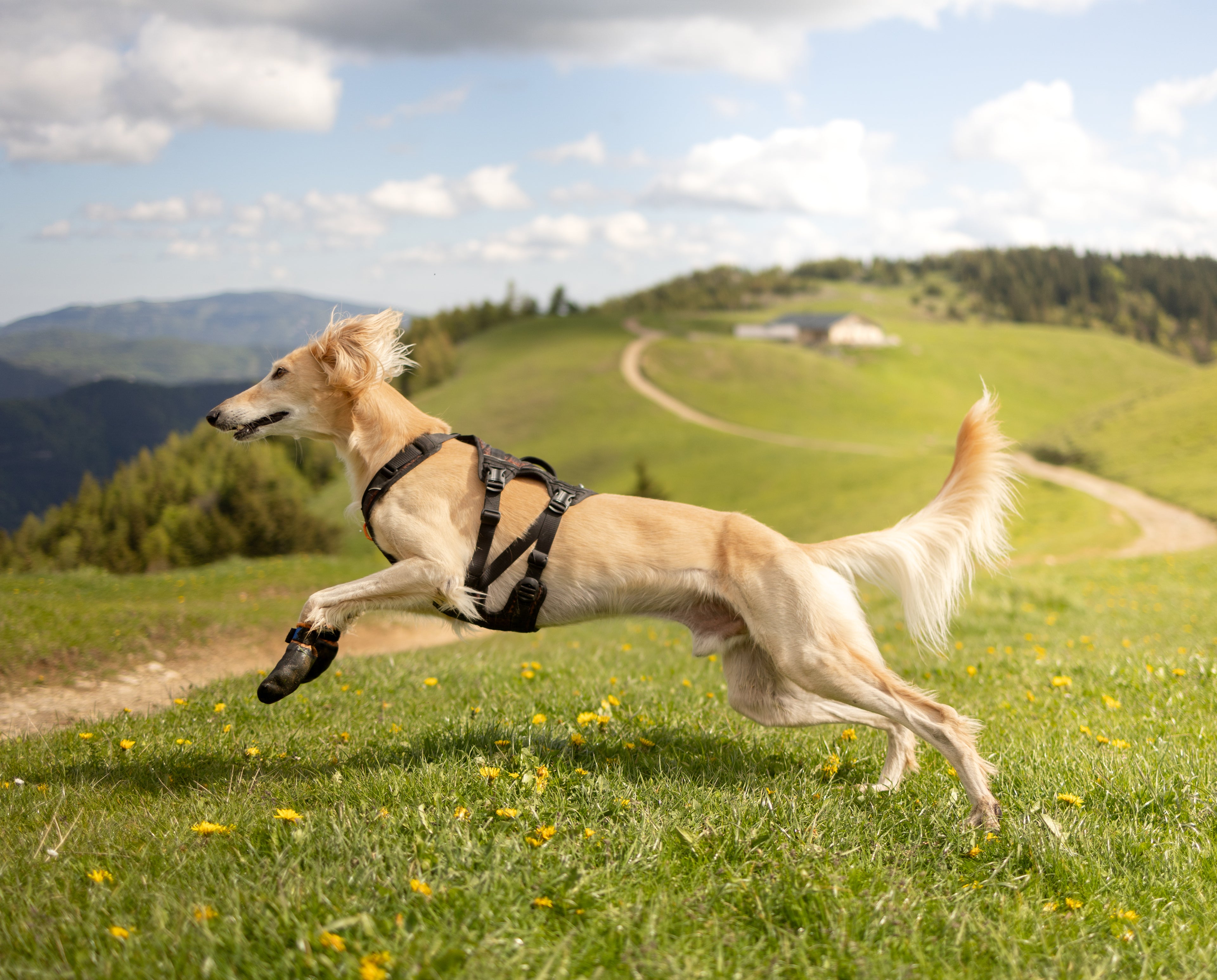 Rock Harness Long