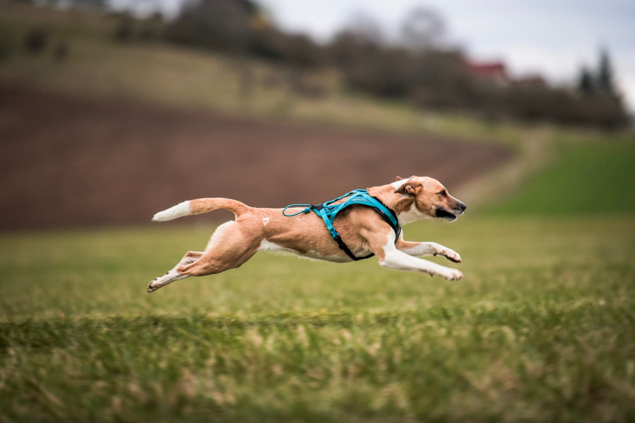 Rush Harness
