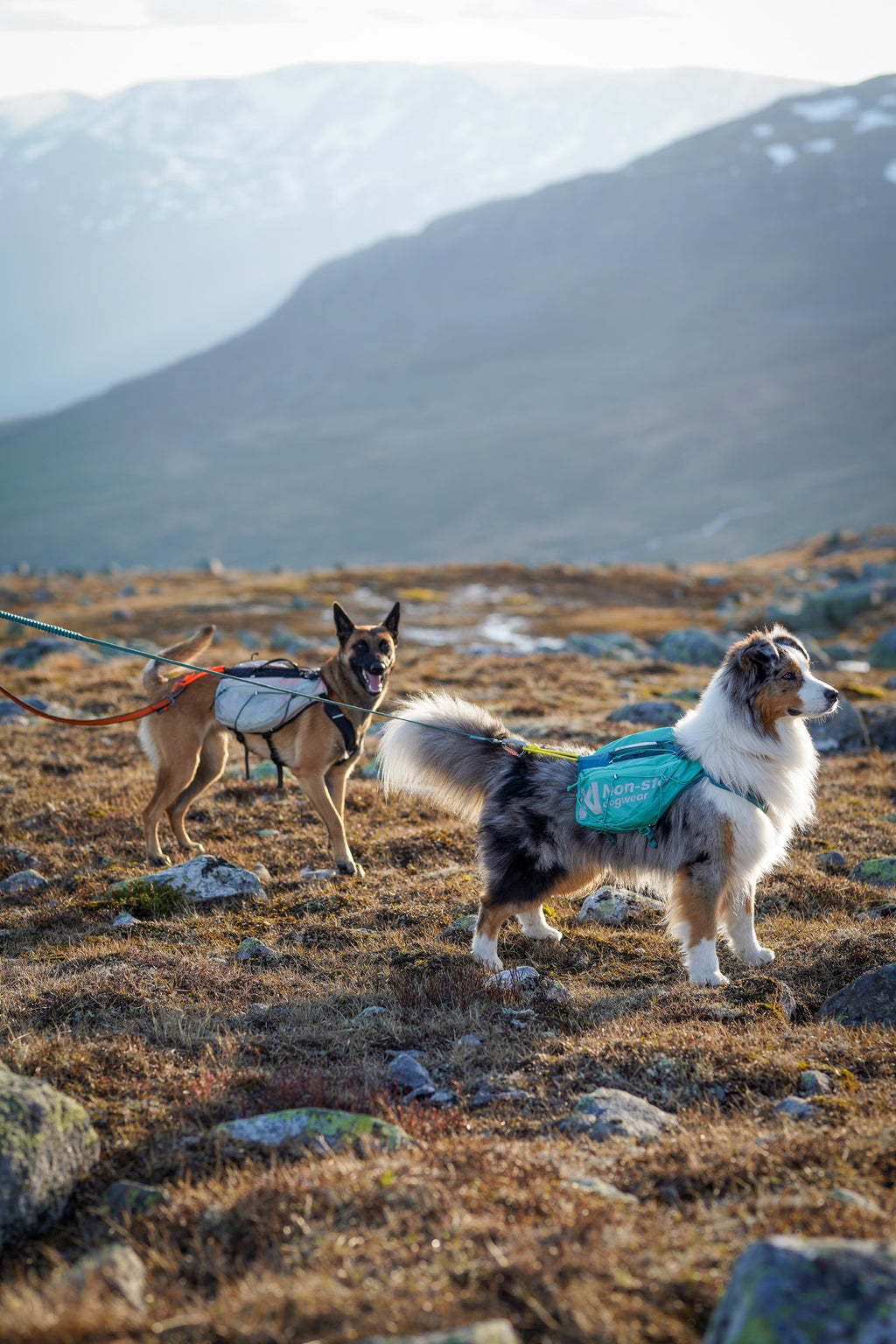 Trail Light Dog Backpack