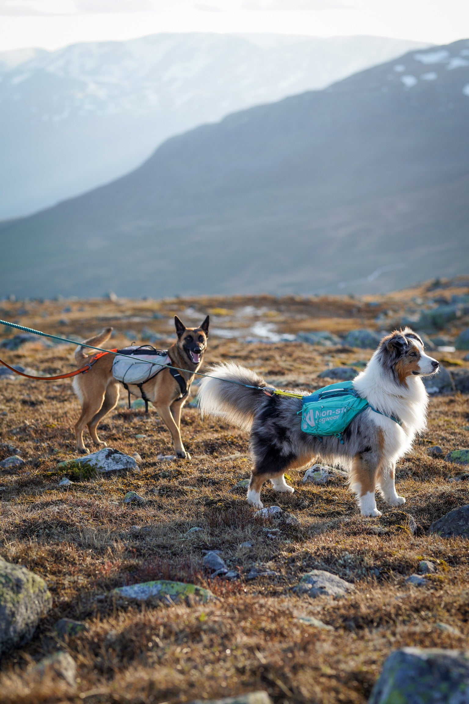 Trail Light Dog Backpack