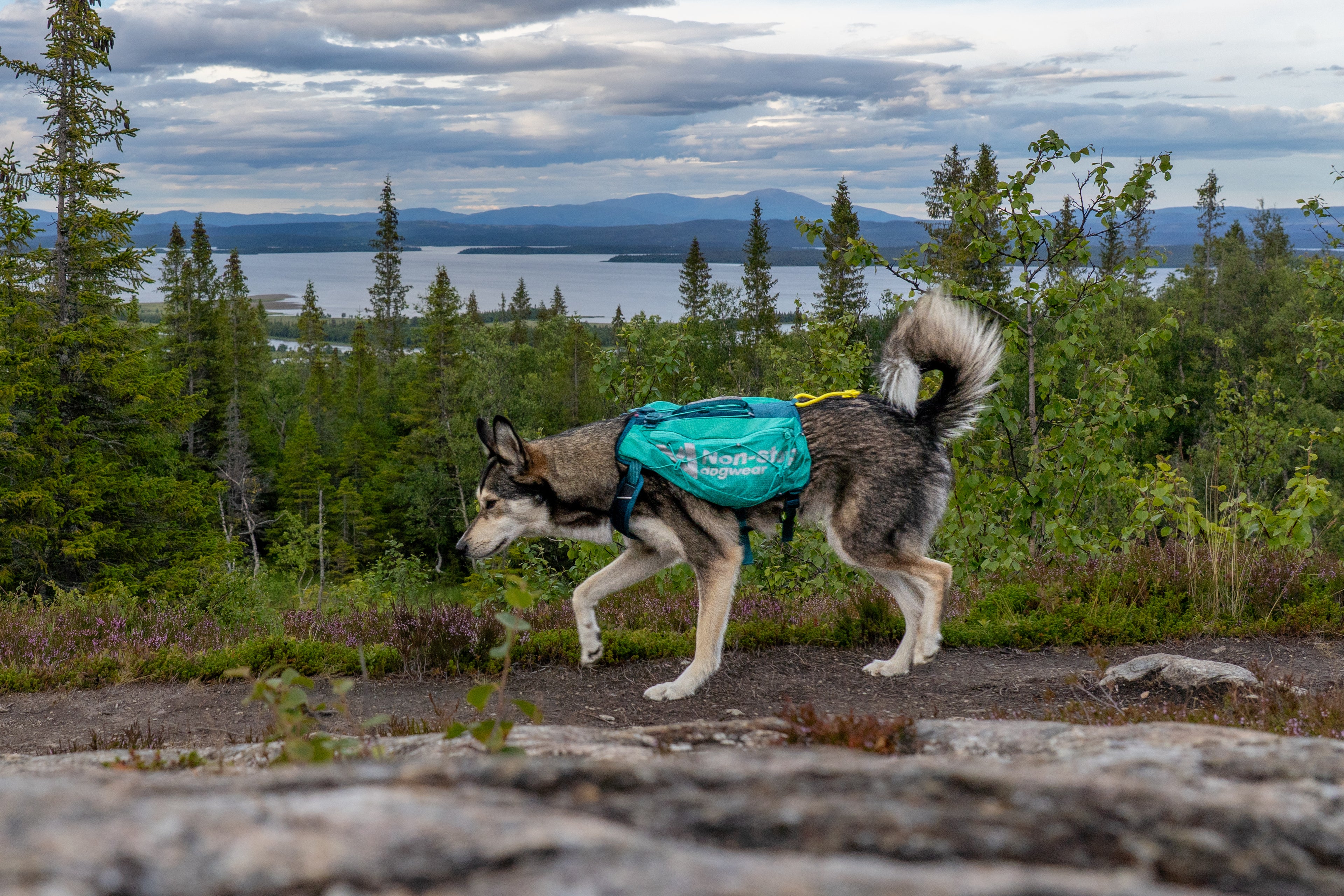 Trail Light Dog Backpack