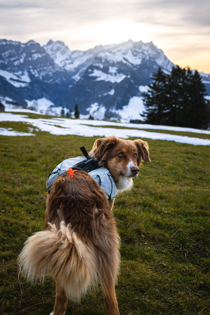 Trail Light Dog Backpack
