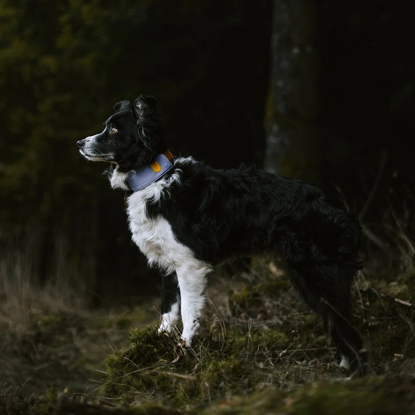 Hundehalsband Lavendel