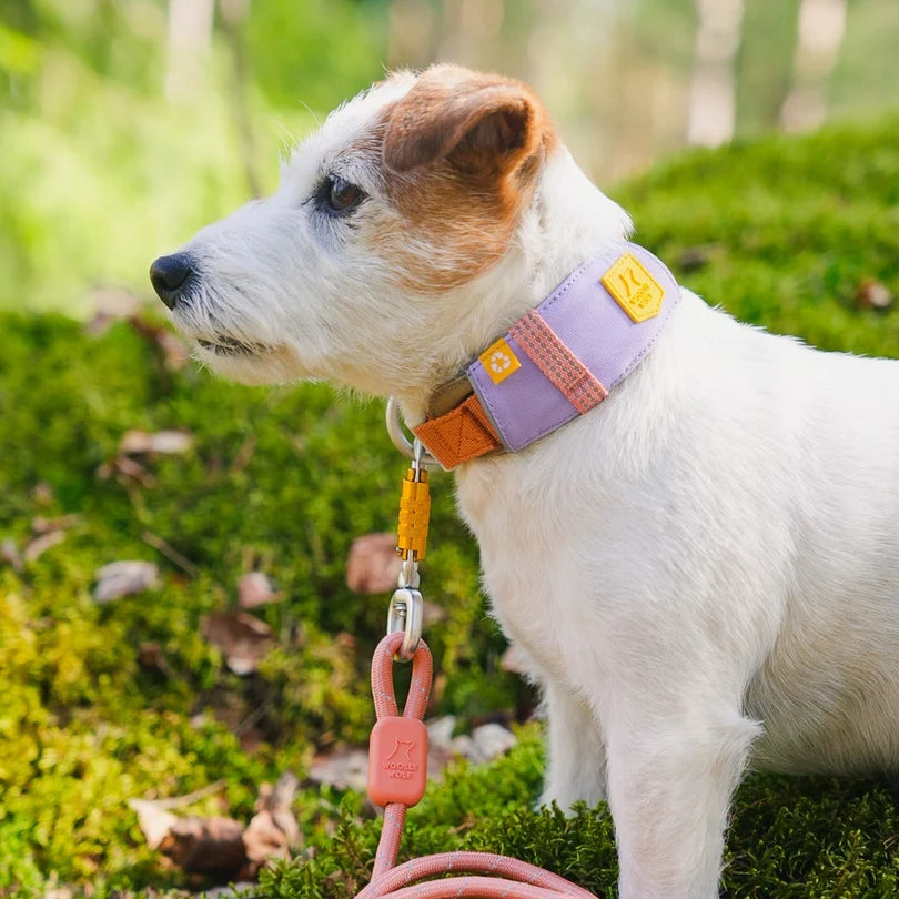 Hundehalsband Lavendel