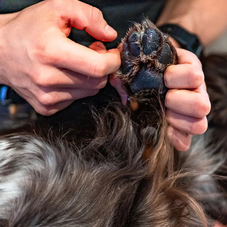 Paw Care Ointment