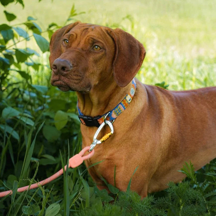 Rope Leash - Thin